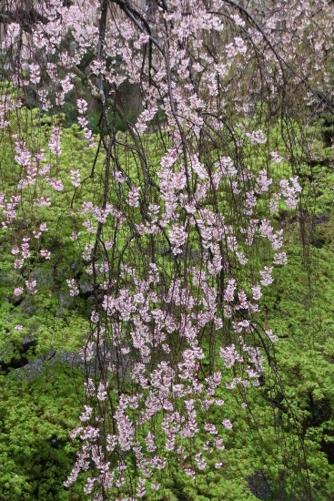 6525-15.4.10一重紅枝垂れ桜　下る枝　バックに深緑楓.jpg